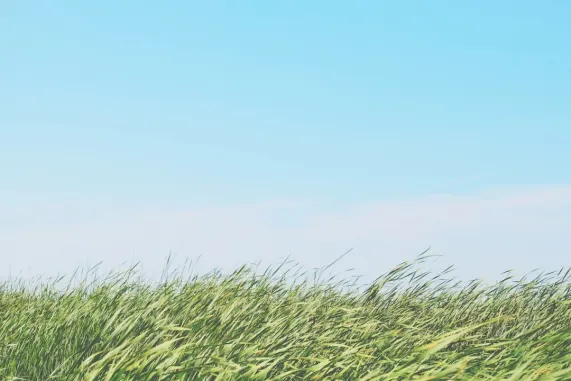 Casino Ted Bingo Stuðningur